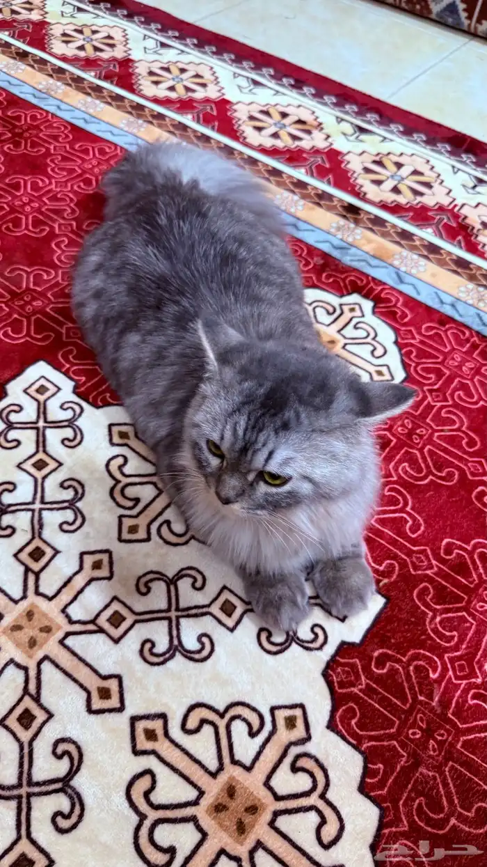قطوة للبيع شرازي 0