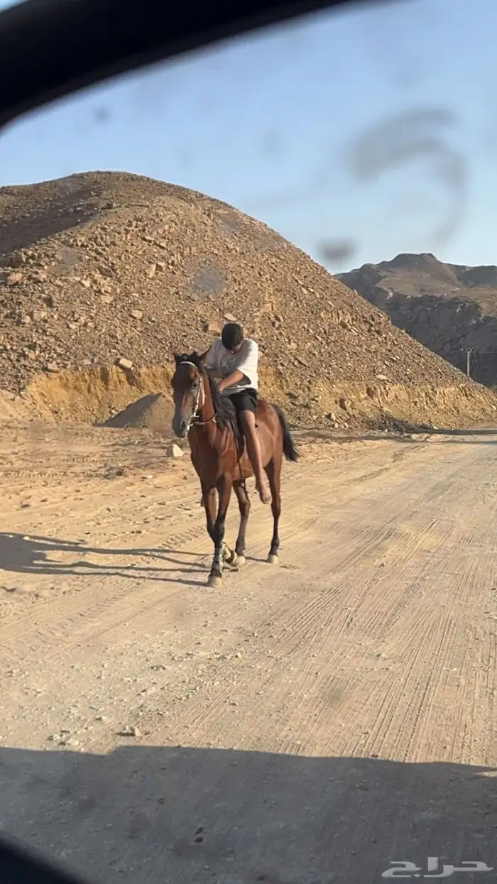 خيل شعبي 2
