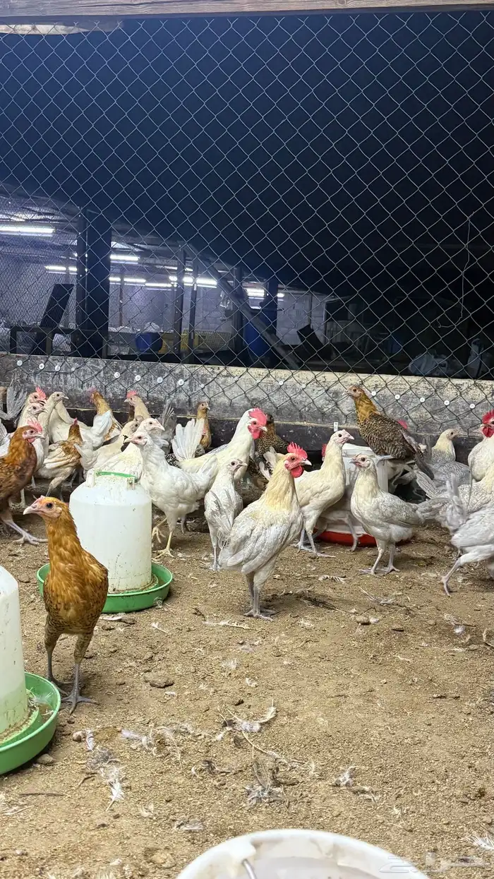 صوص فيومي و بلدي 20