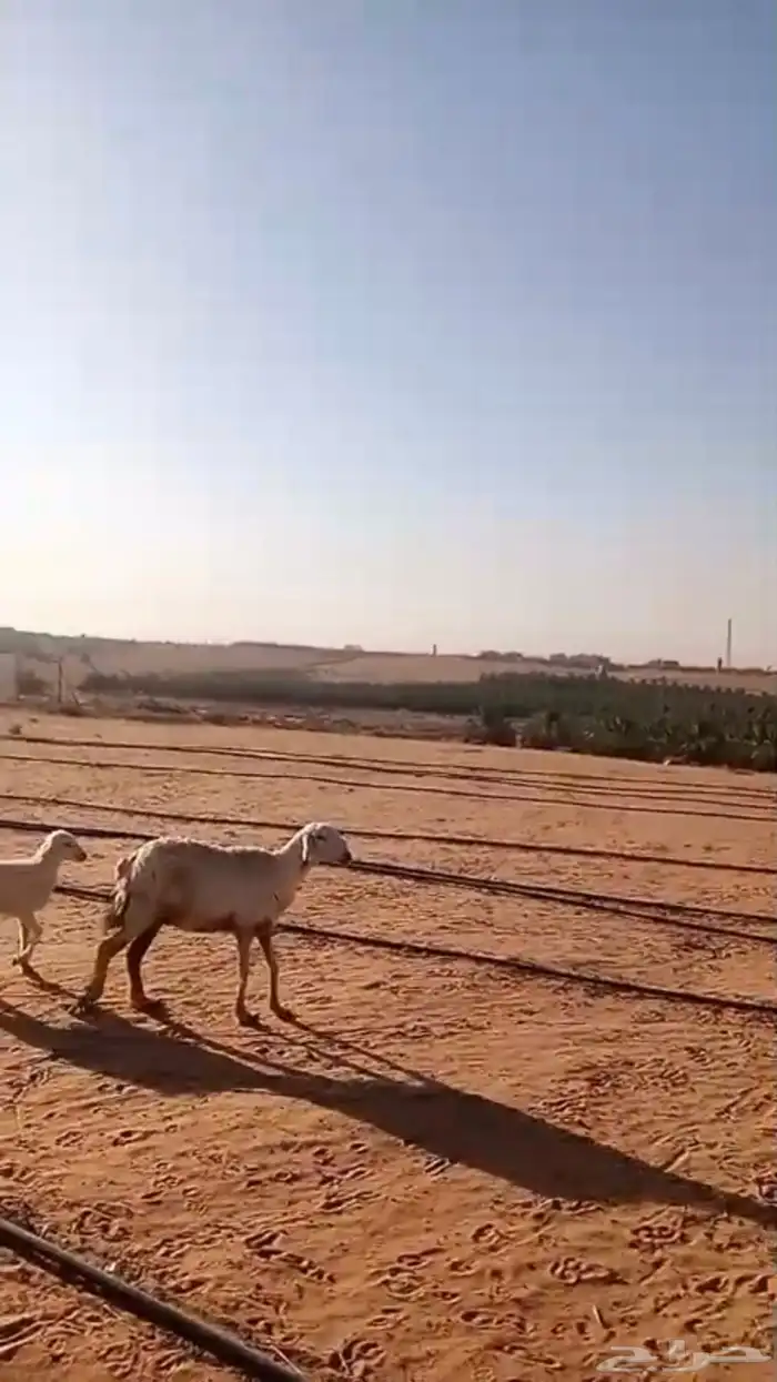 حرية متبع برخل 2
