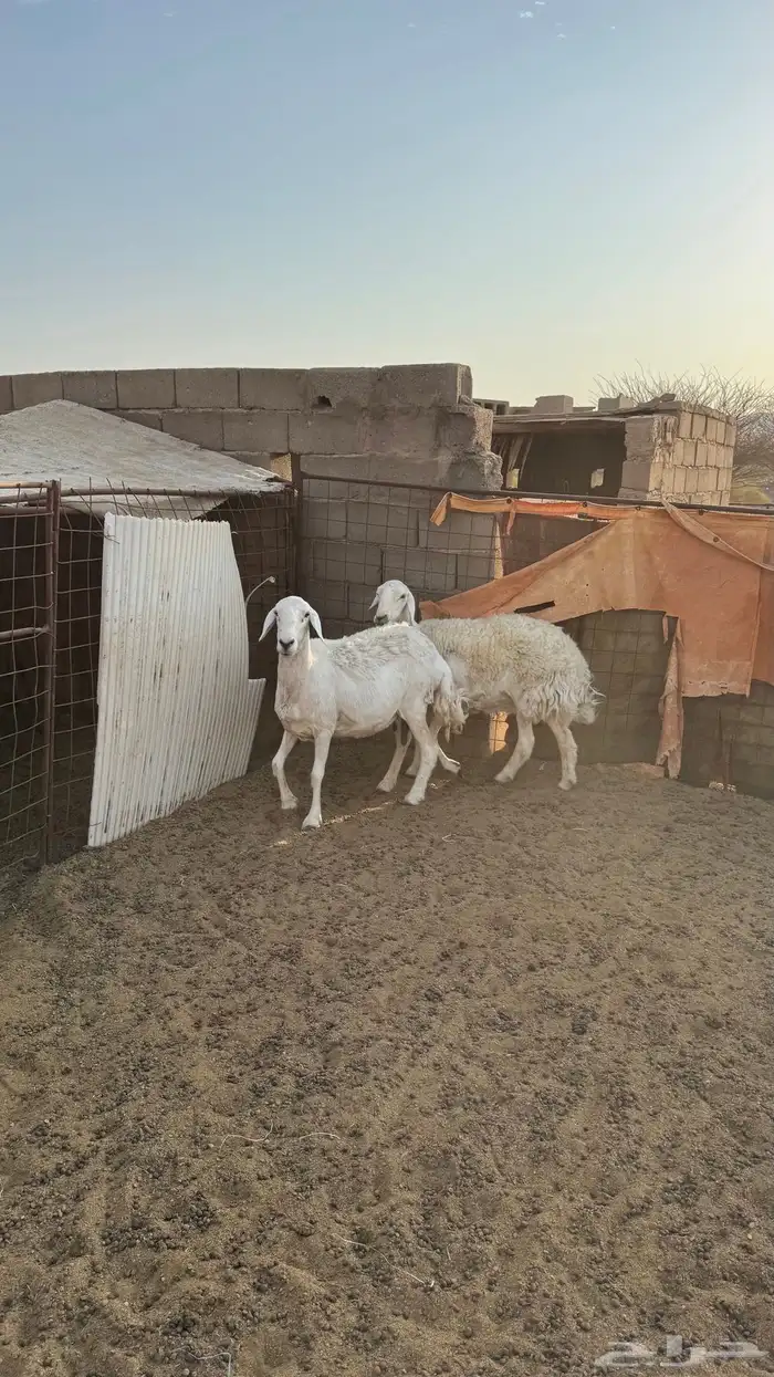 ضأن مضريع 0