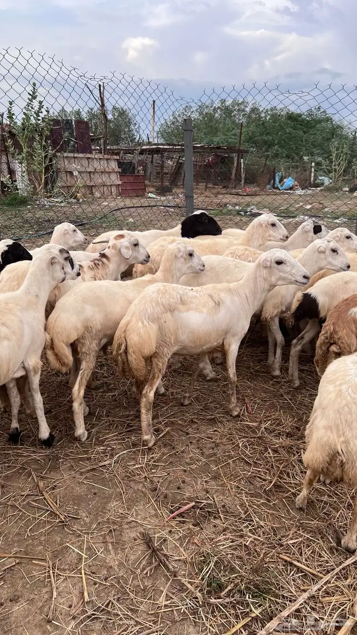 رخال رفيدي بلدي 0