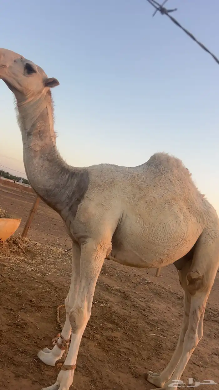 قعود 2