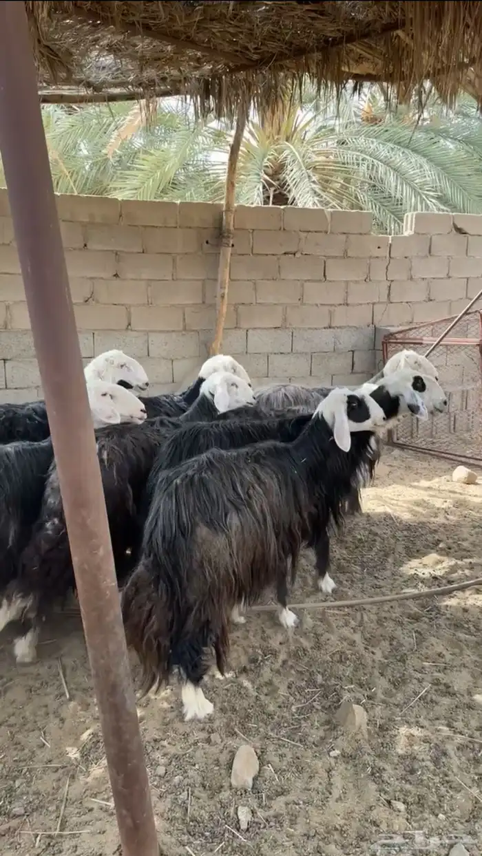 ضان نجد 10
