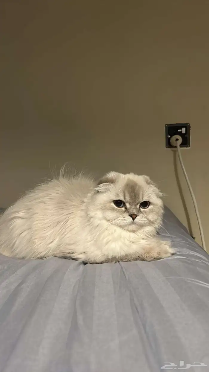 قطه للبيع 0