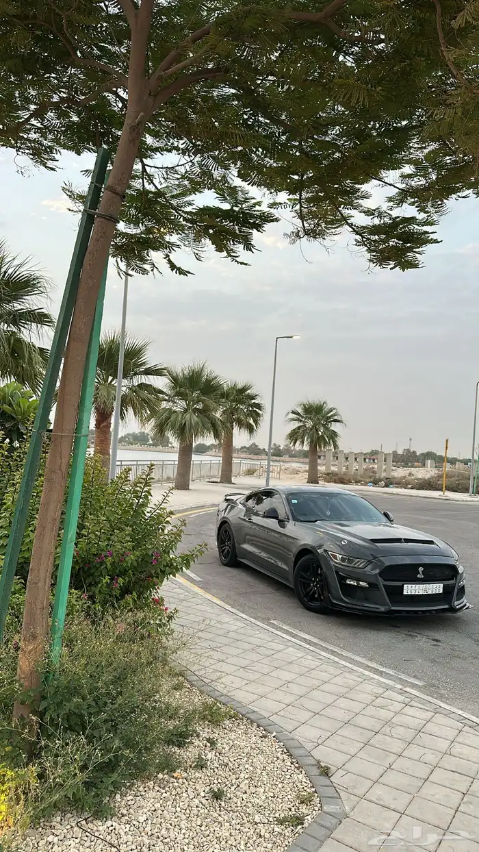 موستنق 2016 29