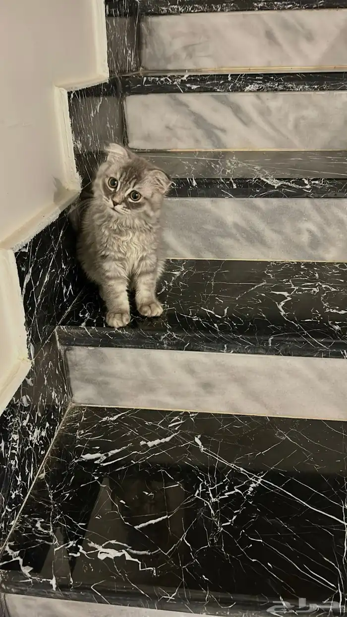 قط مهجن سكوتش مع شيرازي 1