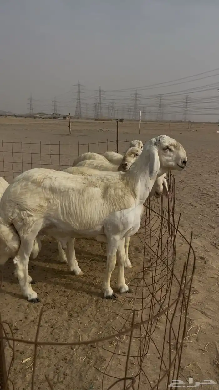 مشروع فحل ضغط عالي ( تم البيع ) 3