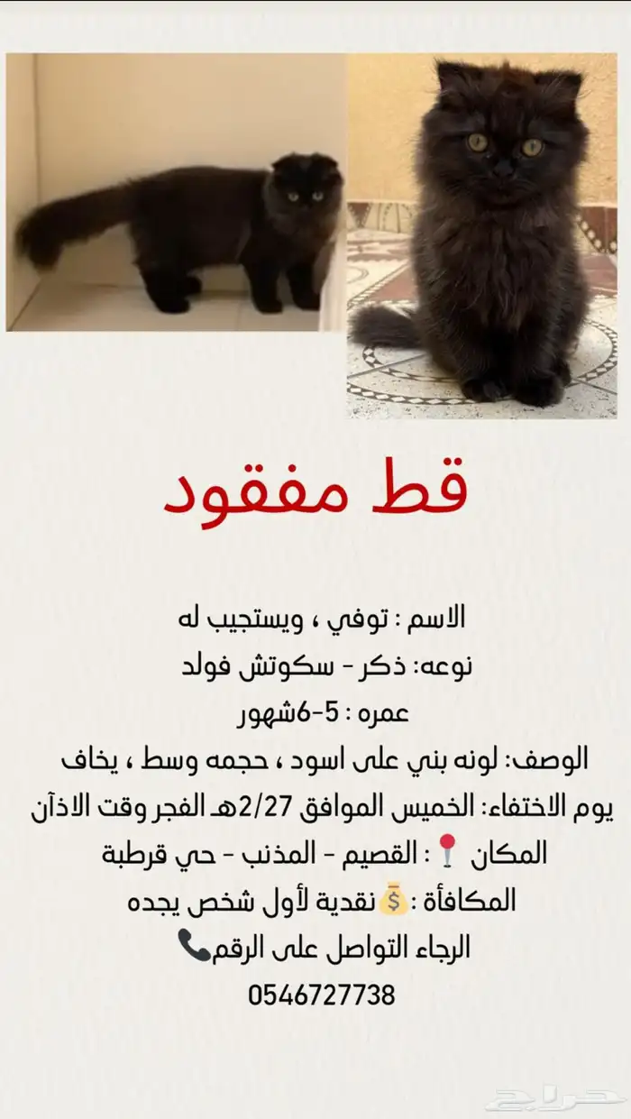 قط مفقود 0