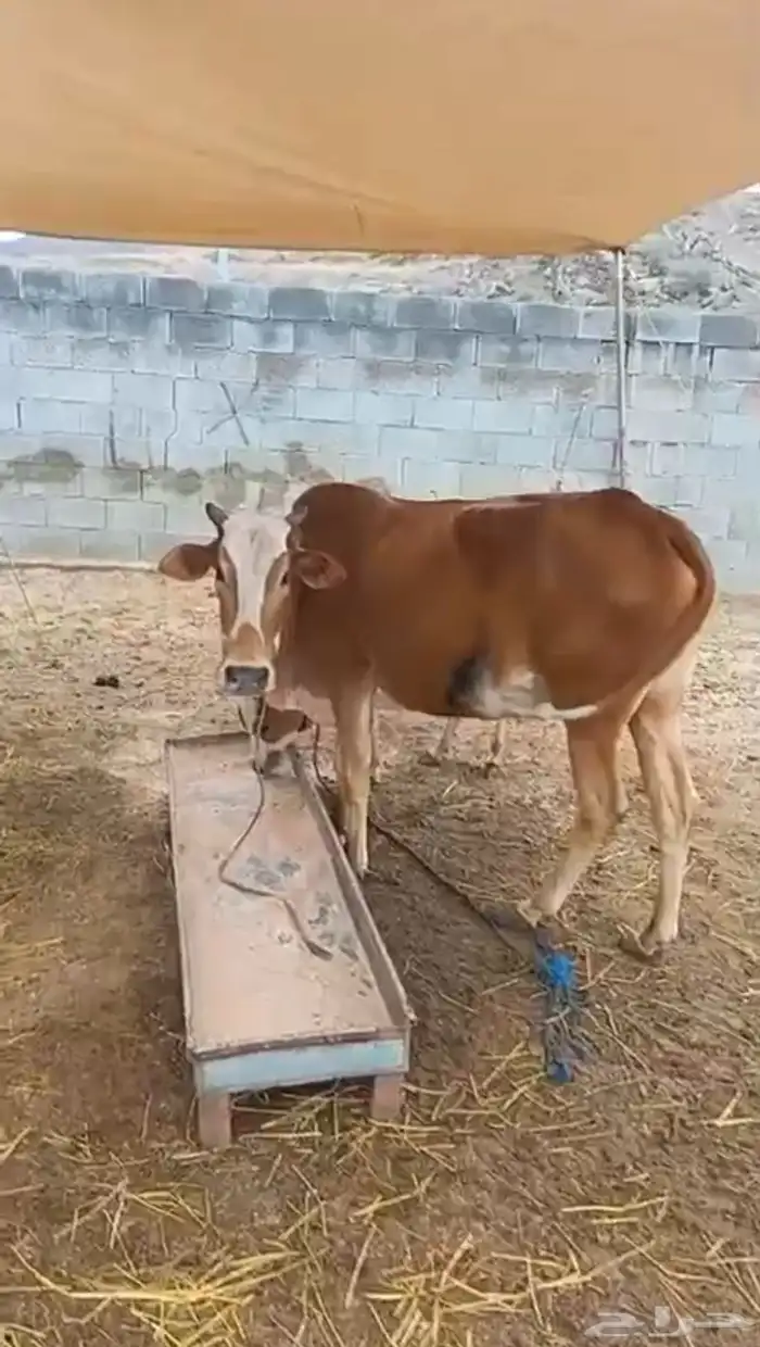 بقره للبيع مع بنتها الموقع المجارده 0