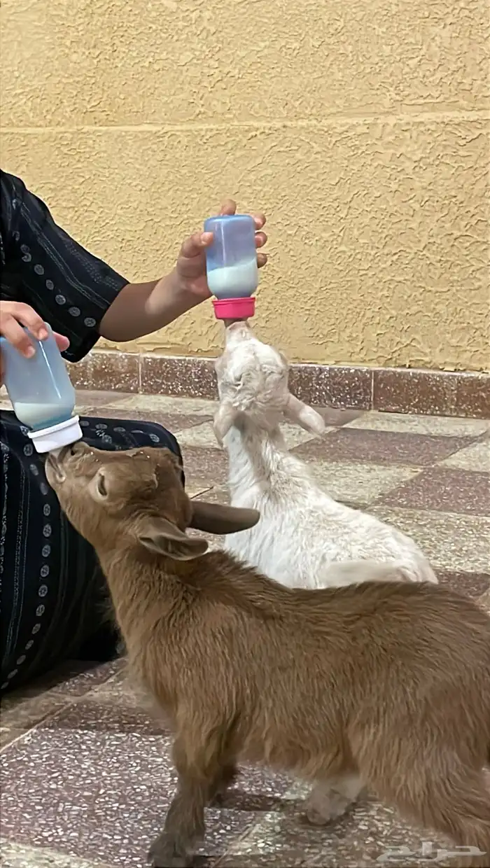 ماعز قزم 0