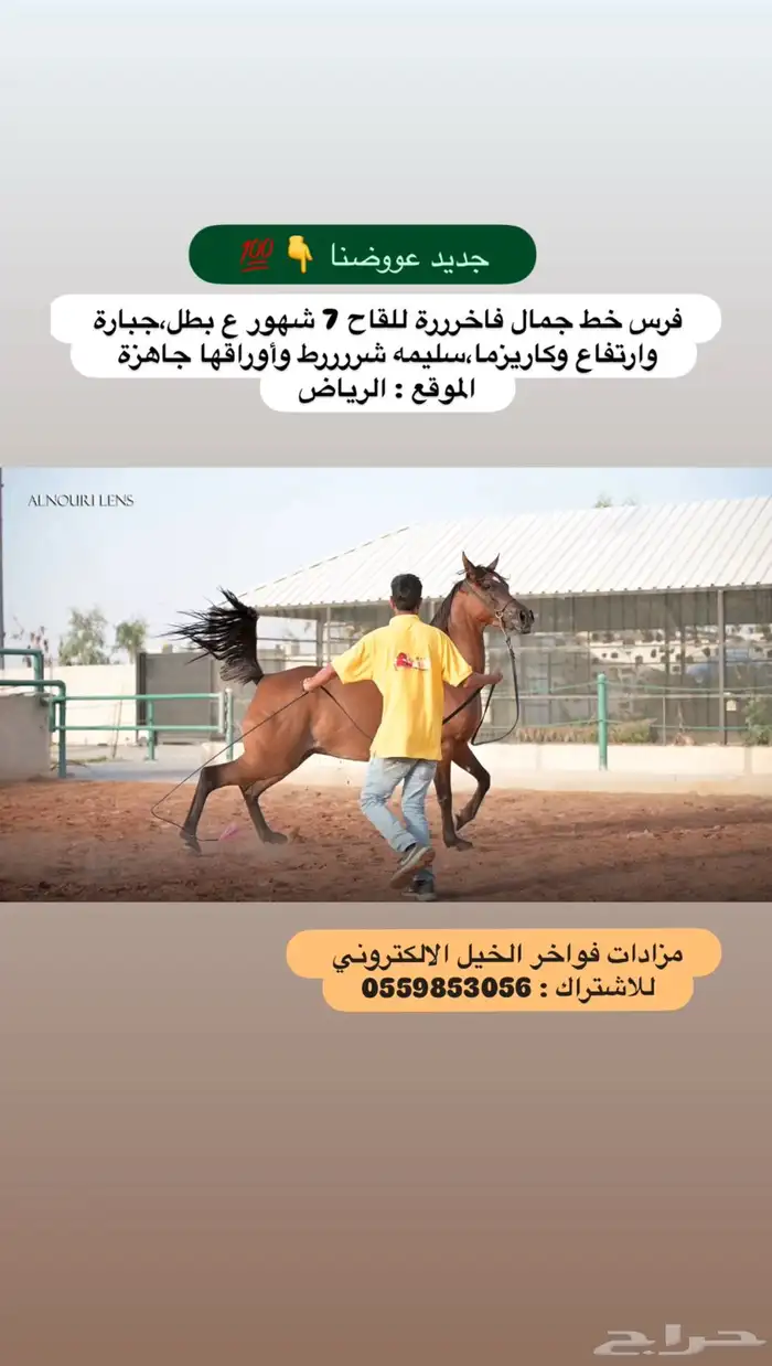 فرس فاخرة للقاح 0