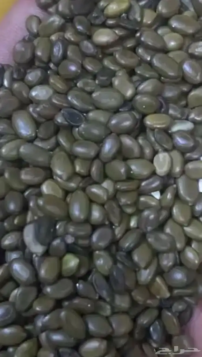 بذور غاف خليجي للبيع انتاج السنه 0