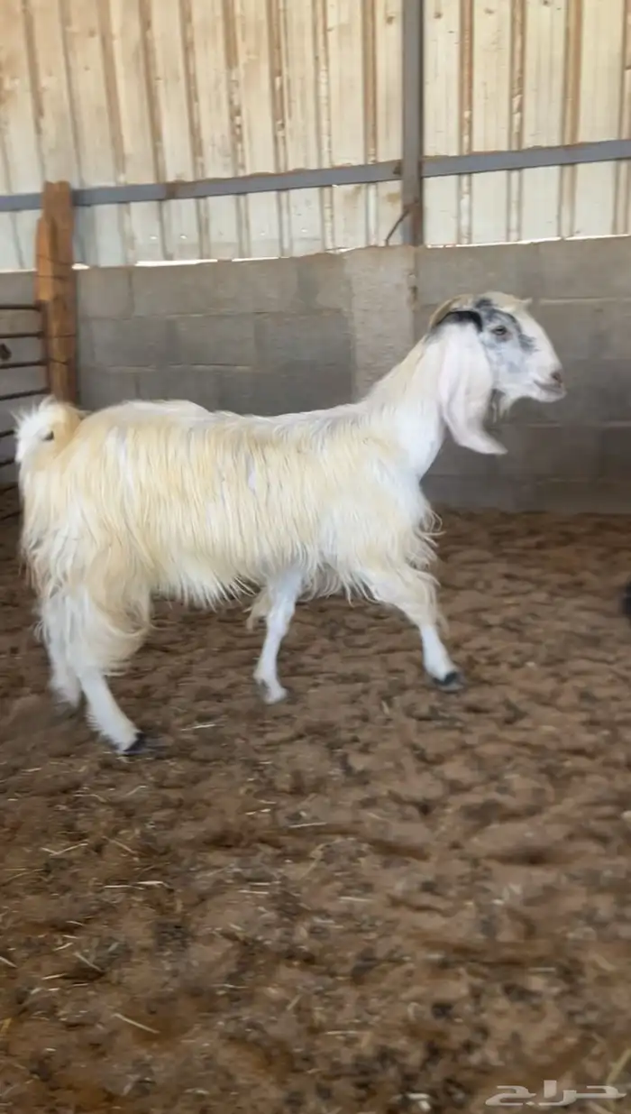 عنز مشروكه طيبه 0