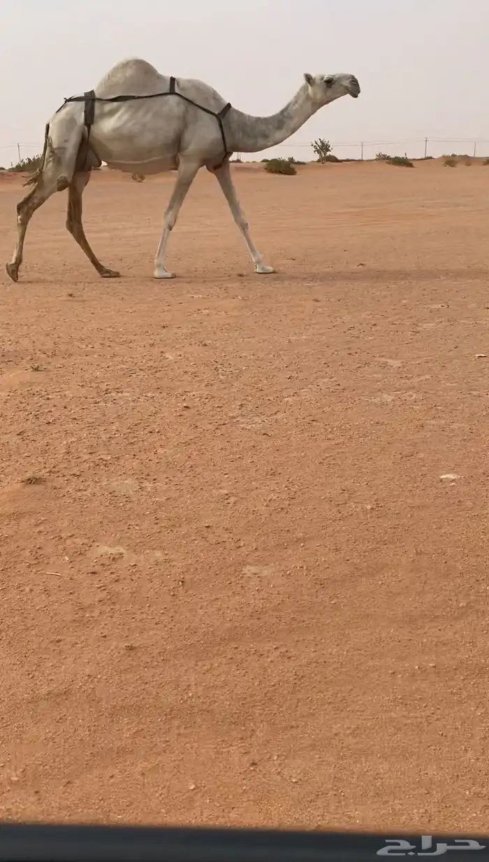 خفوت معزوله بنتها 2