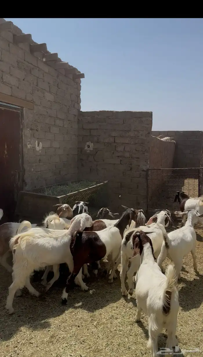 جفار بورقوت صنف 1