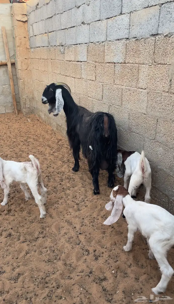 عنز عارضية متبع ب3 ( تم البيع ) 1