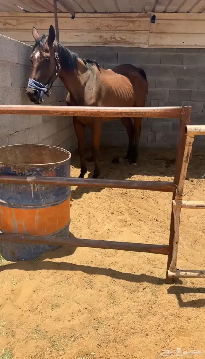 فرس ركوب انجليزية 1