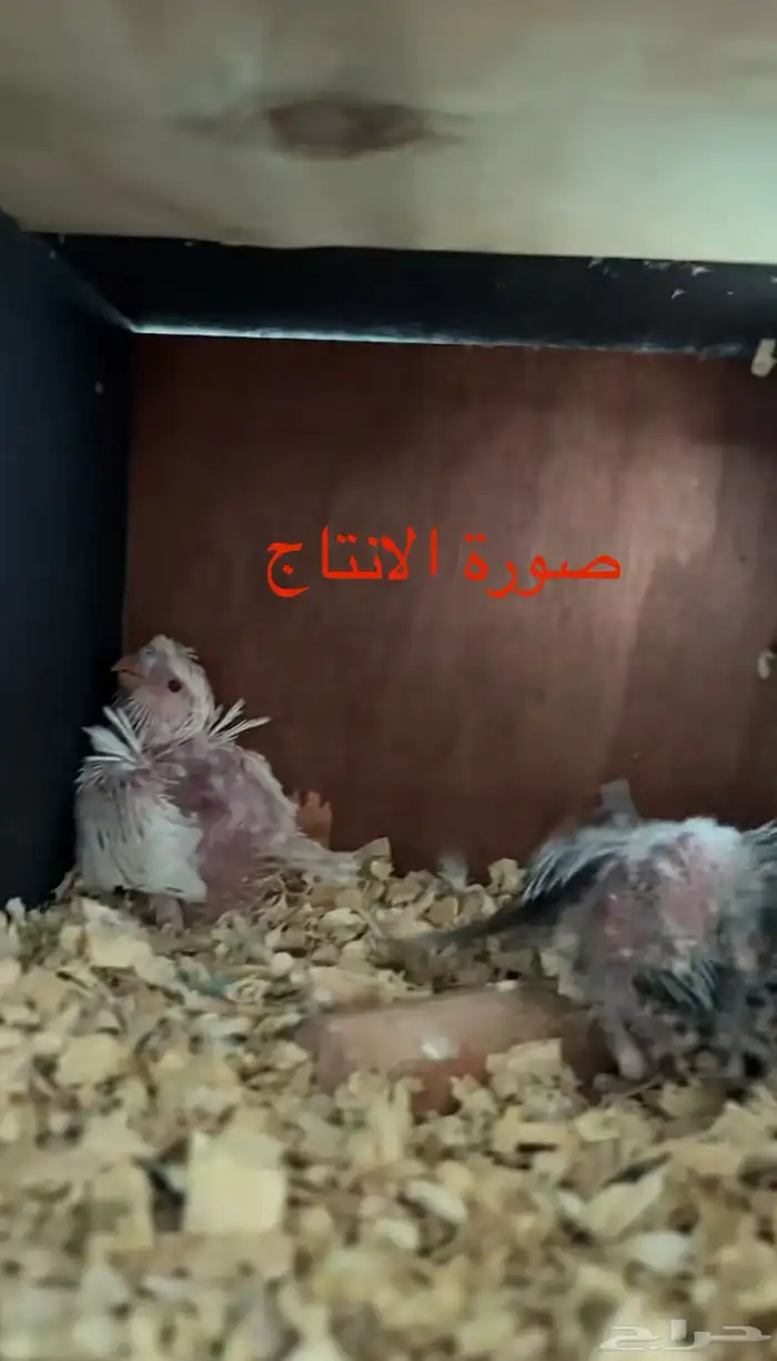 جوز بادجي ( هوقو ) 4
