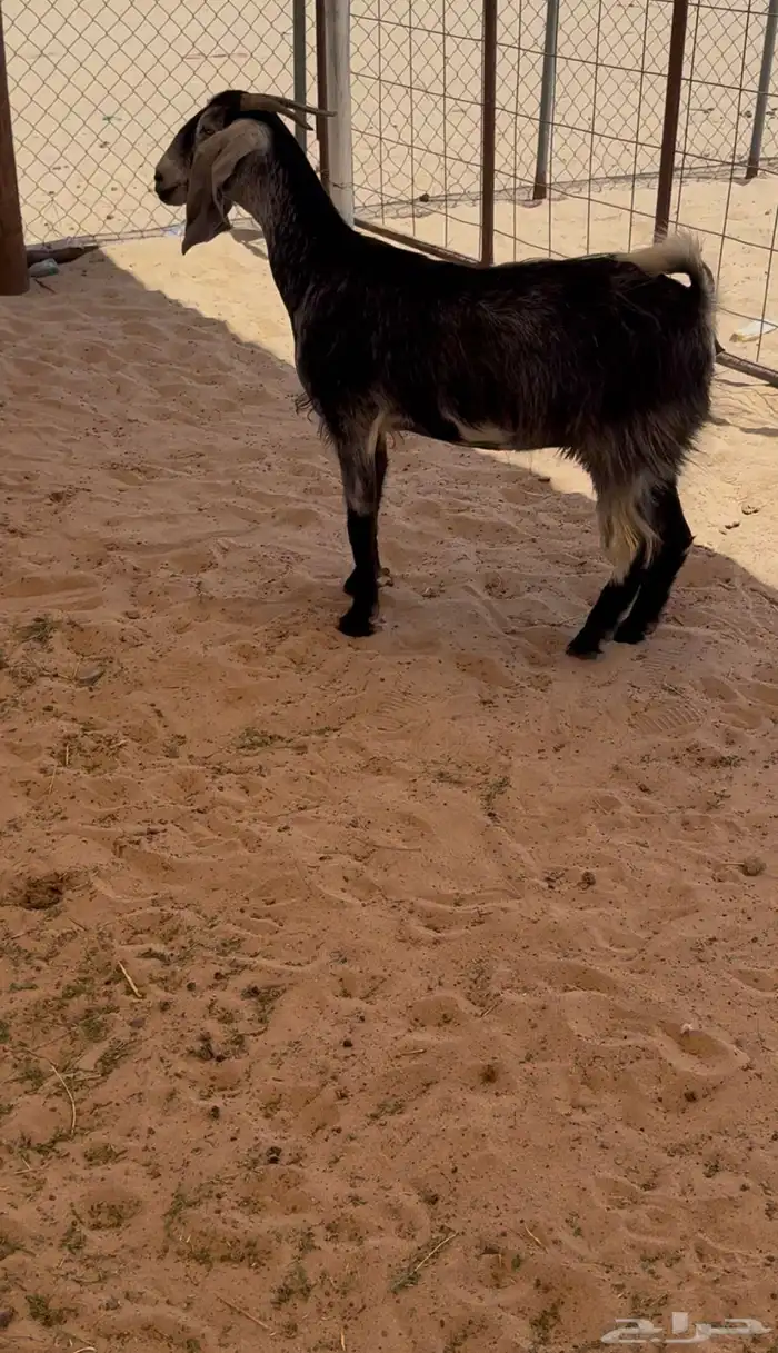 عنز 0