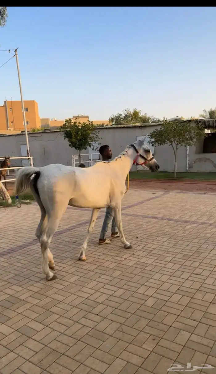 فرس شعبيه 1