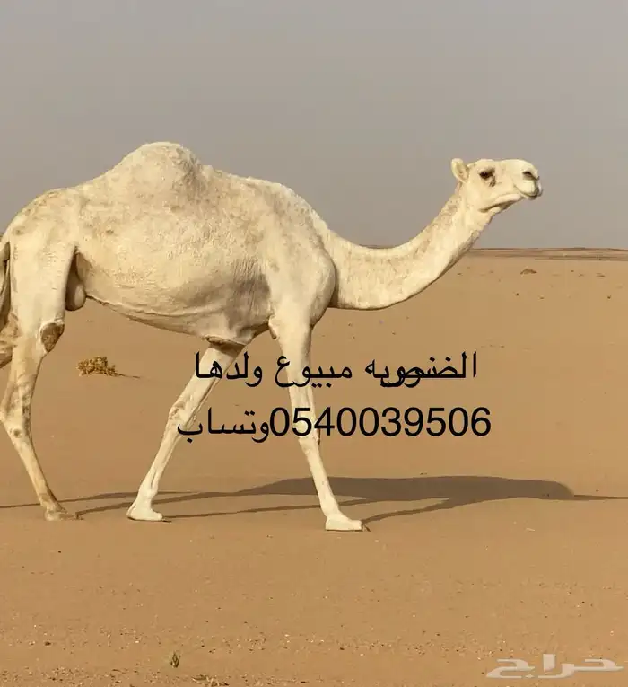 ضروبه مبيوع ولدها 0