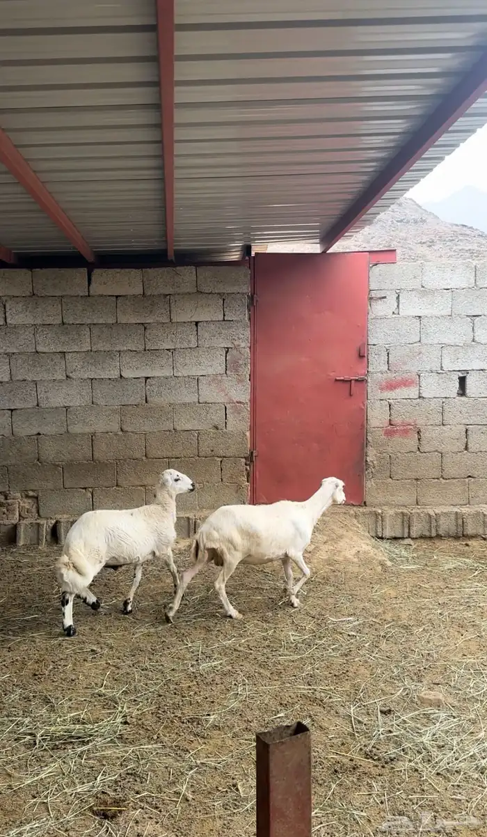 للبيع 0