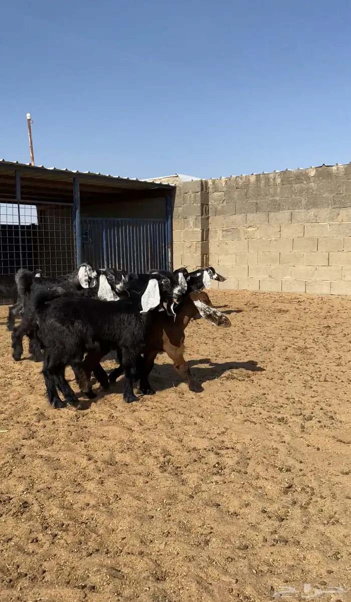 معزا عوارض خلفات صنف 2