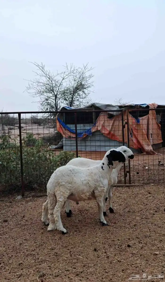 سواكن ابيض جذعاان نظيييفه جدا 0