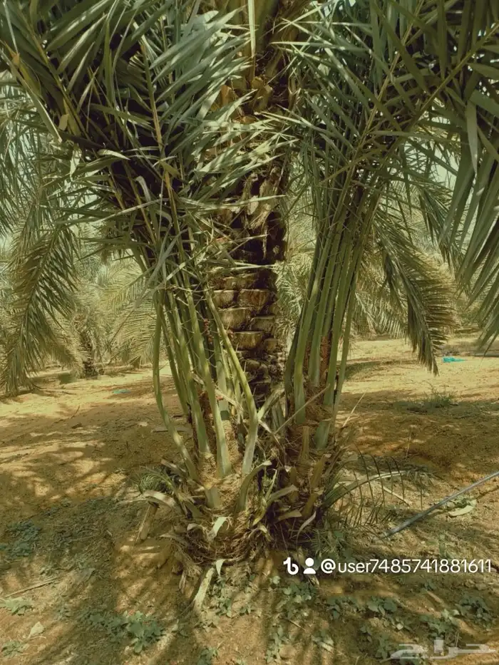 نخيل اللبيع 10