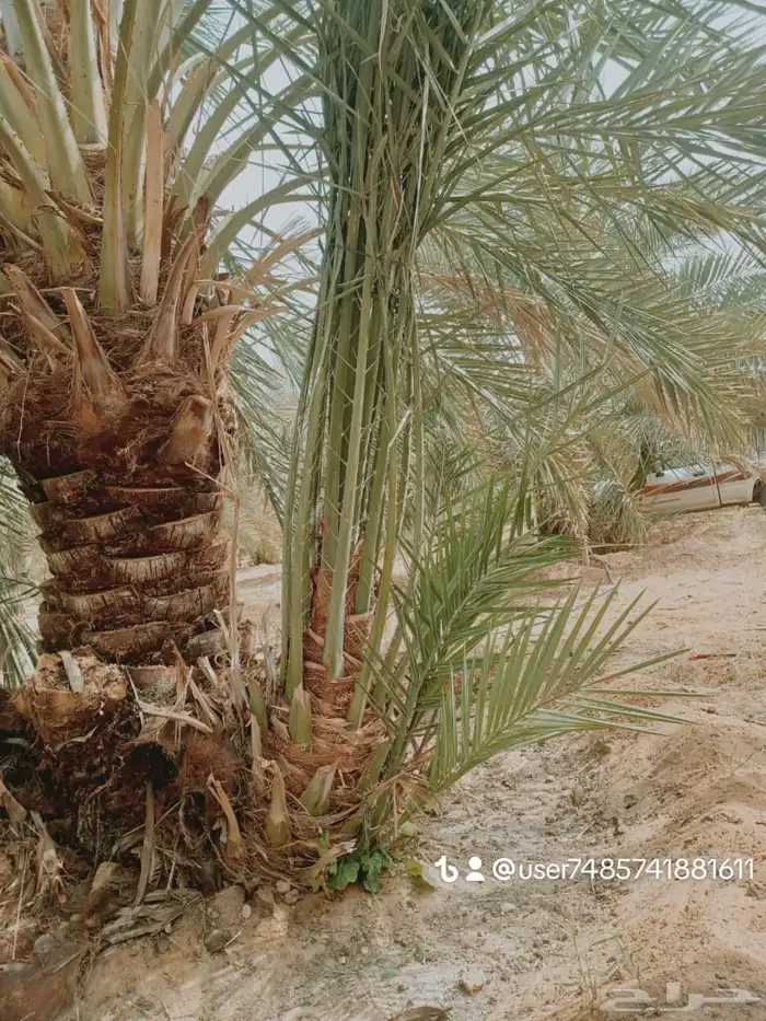 نخيل اللبيع 9