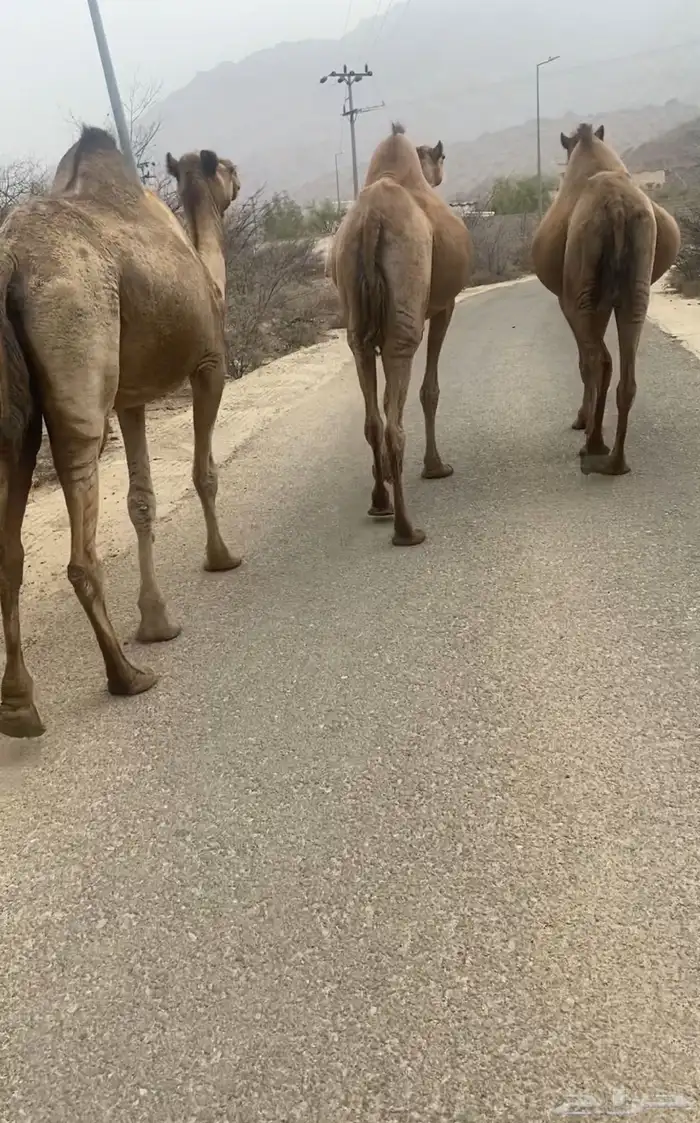 ابل عوادي 0