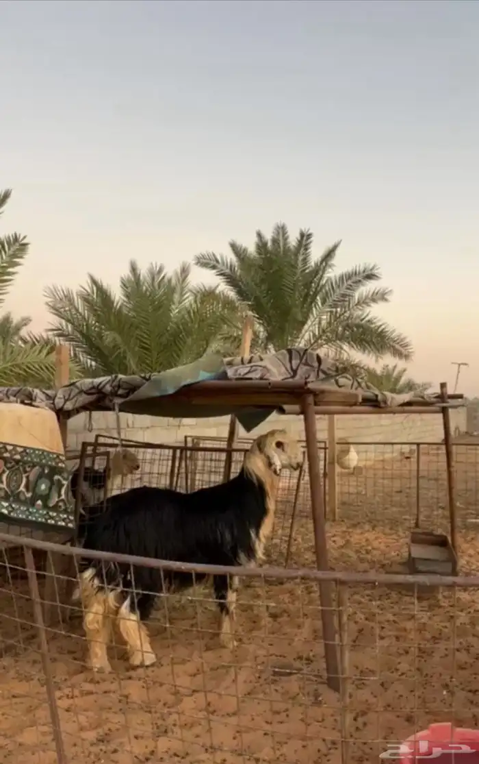 خروف نجدي 0