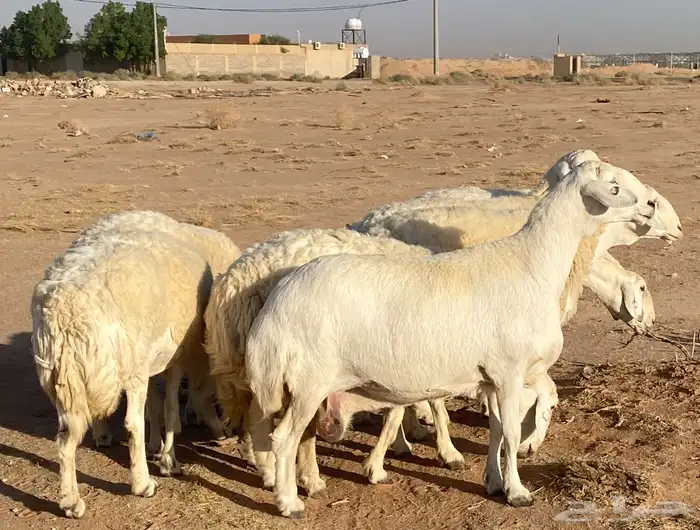 شياة حريات صنف ضغط عالي 1