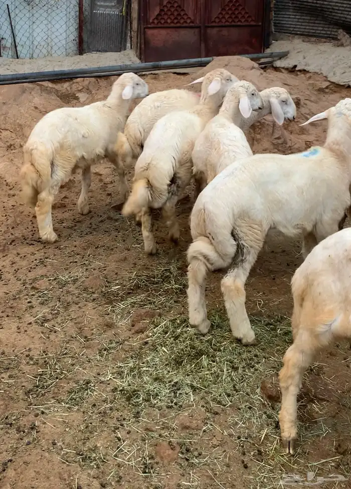 ضأن حريه   بهم ذبائح 6