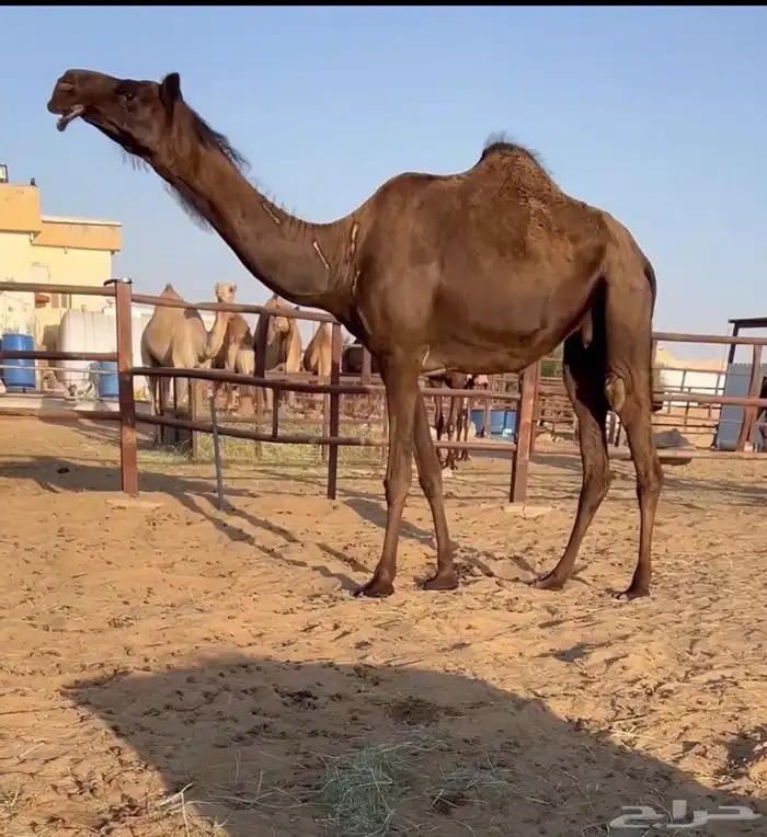 لقحه بكر ثنيه مجهم 0
