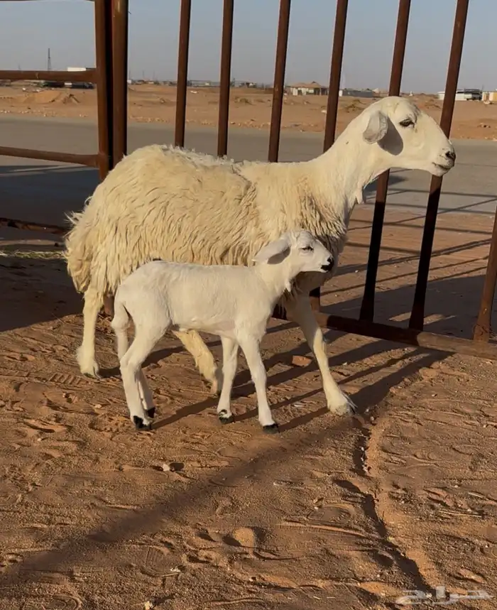للبيع رغوث ثنيه 1