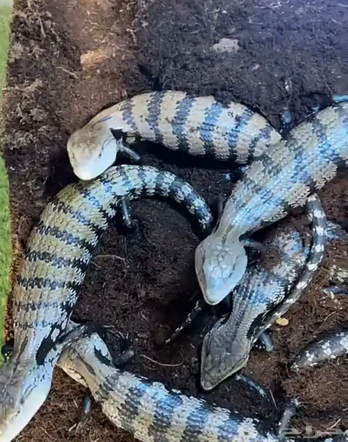 سقنقور الاندنوسي بلو تأنق سكنك blue tongue skinللبيع 1