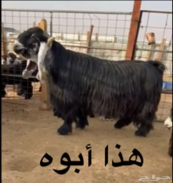 للبيع تيس فحل جذع 0