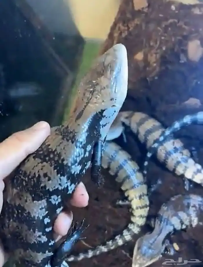 سقنقور الاندنوسي بلو تأنق سكنك blue tongue skinللبيع 0