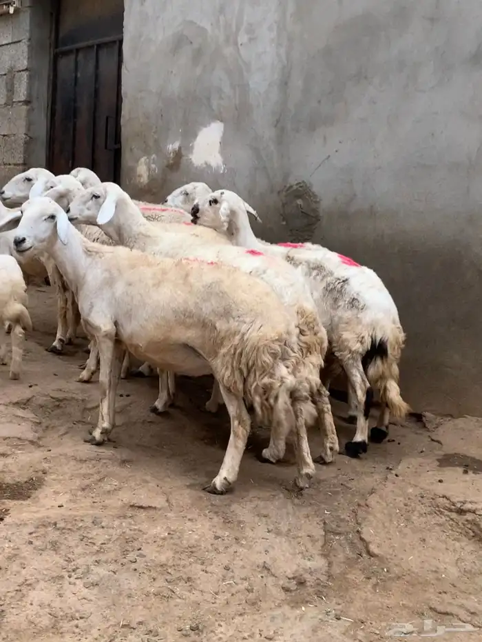 ضأن حريه   بهم ذبائح 2