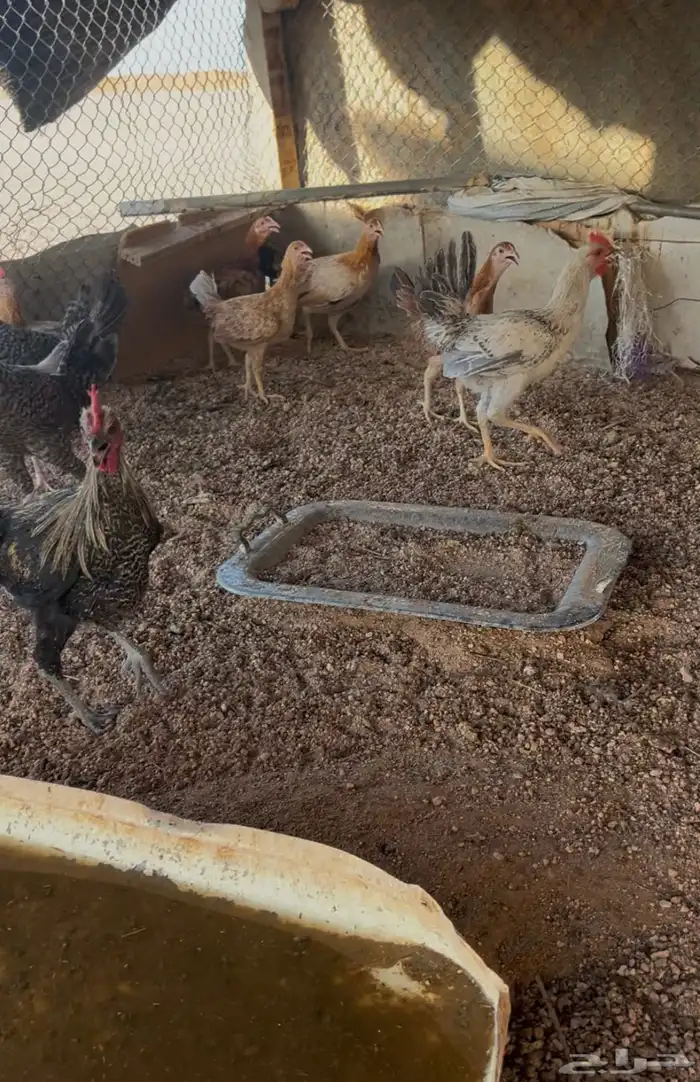 دجاج 2