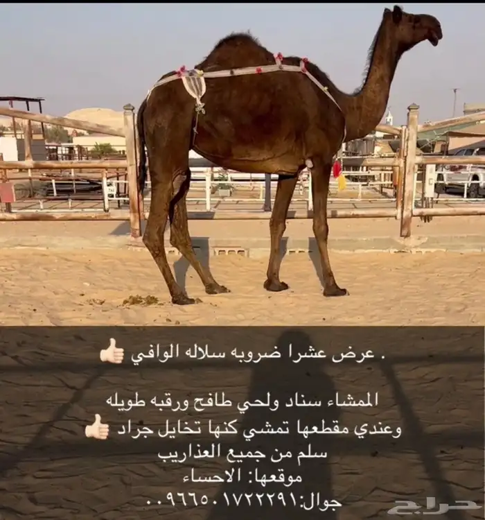 عشرا ضروبه مجهم 0