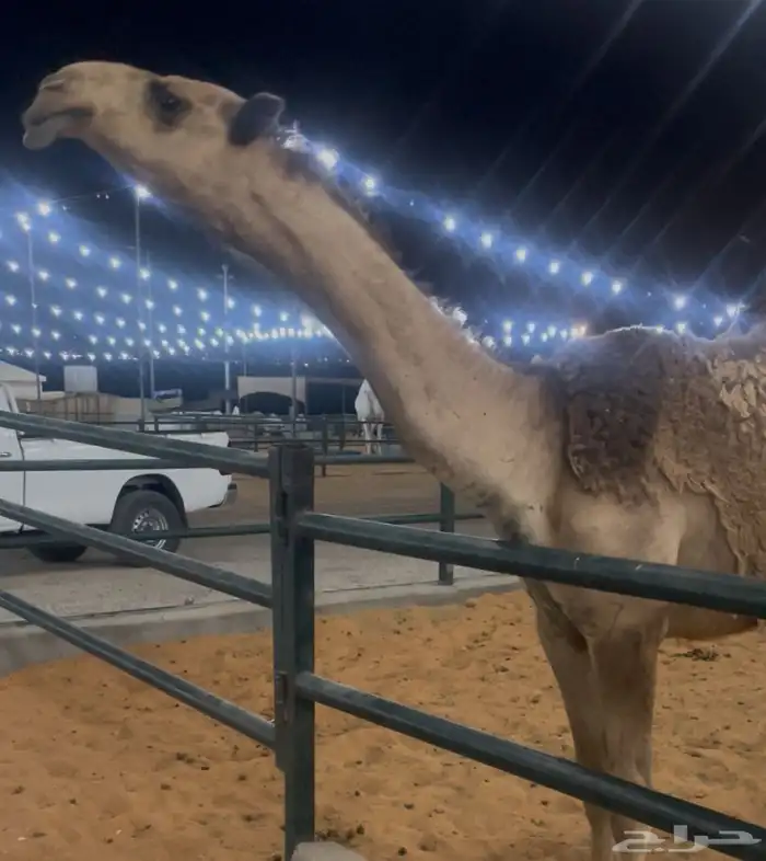 بكره كفووو 1