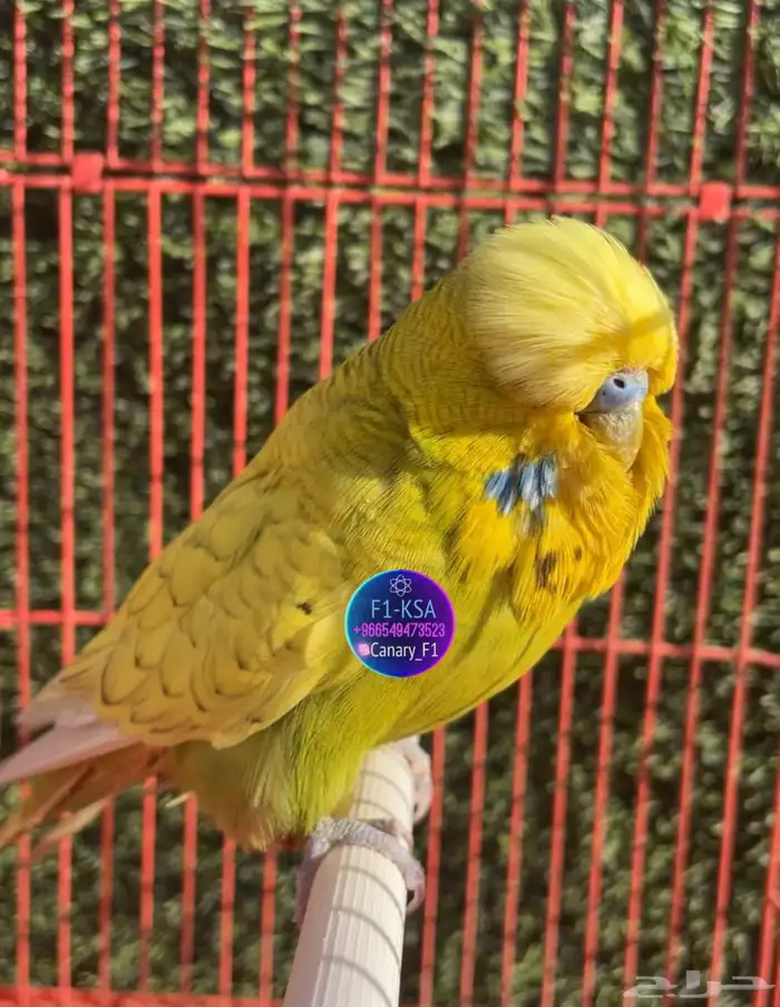 بادجي ( طير حب) انجليزي 0