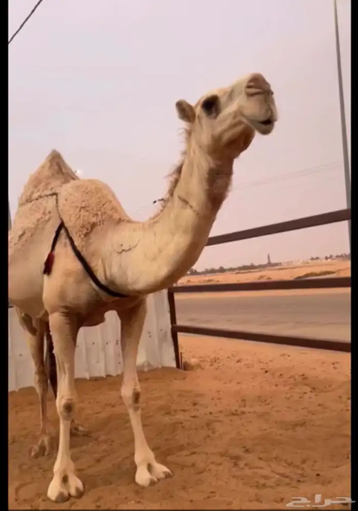 شقحا ضروبه للبيع كفو 0