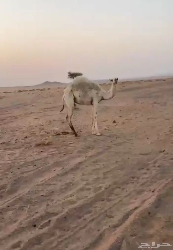 قعودين للبيع 1