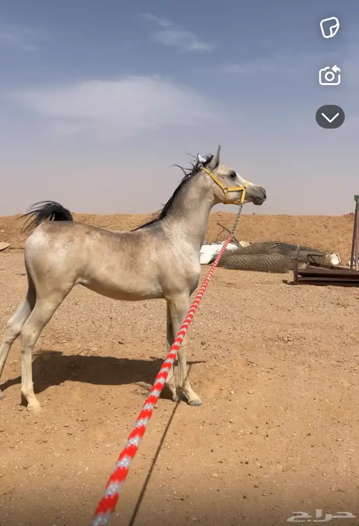 مهر واهو 0