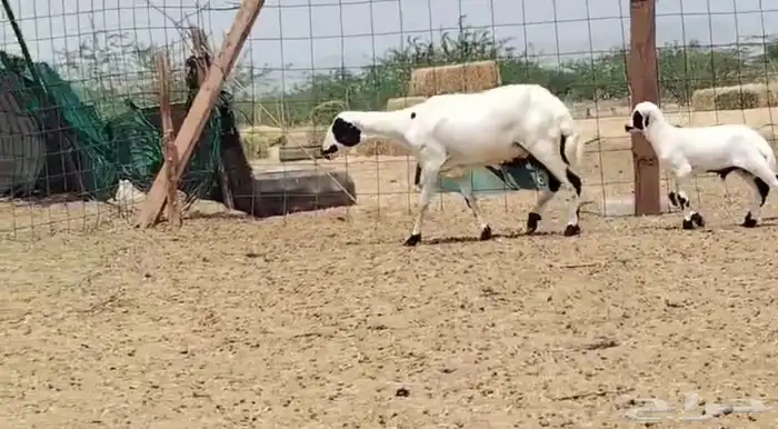 رخل رفيديه تحتها طلي جذعه ( تم البيع ) 1