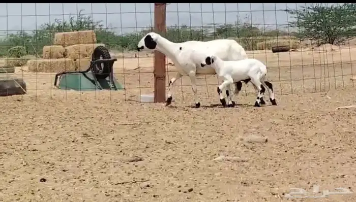 رخل رفيديه تحتها طلي جذعه ( تم البيع ) 0